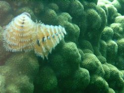 taken while diving on molasis reef in key largo by Kara Wall 